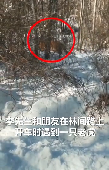 男子开车偶遇老虎距离仅5米，直呼“哎呀妈呀”