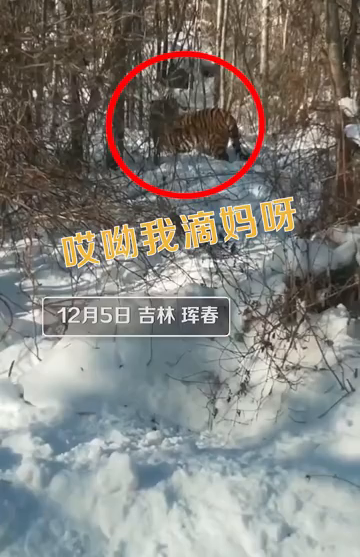 男子开车偶遇老虎距离仅5米，直呼“哎呀妈呀”