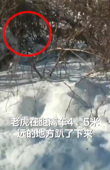 男子开车偶遇老虎距离仅5米，直呼“哎呀妈呀”
