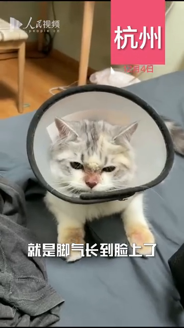 可怜无助！猫咪爱钻鞋子 脸上长脚气