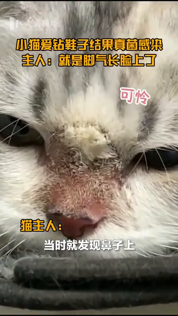 可怜无助！猫咪爱钻鞋子 脸上长脚气