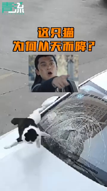 离奇案件！馋猫偷吃肉坠落阳台，砸碎楼下轿车的挡风玻璃