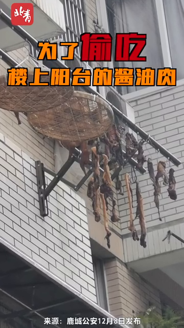 离奇案件！馋猫偷吃肉坠落阳台，砸碎楼下轿车的挡风玻璃