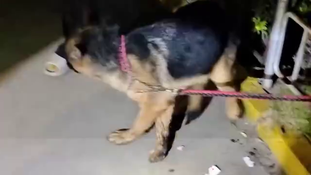 德牧犬舌头被链条卡住，主人深夜带它进消防队求助