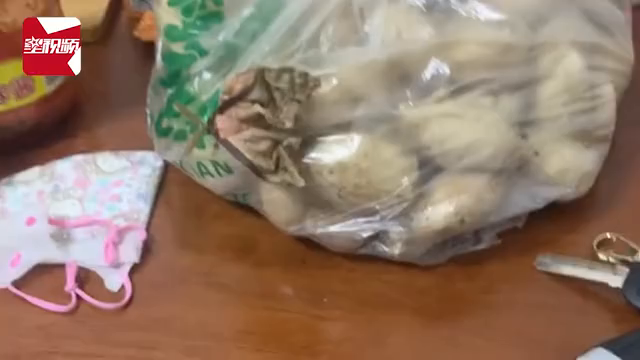 女子忘记吃蚕蛹数天后塑料袋异响，一看吓一跳：孵出一只超大蛾子