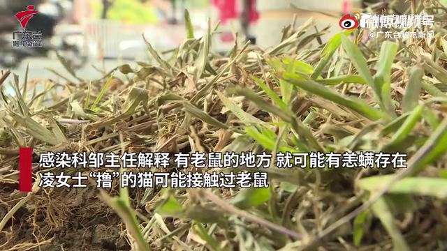 爱猫的你要警惕！女子撸猫后患恙虫病呼吸衰竭