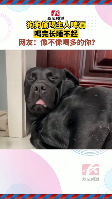 狗狗偷喝主人啤酒喝完长睡不起 网友：像不像喝多的你？