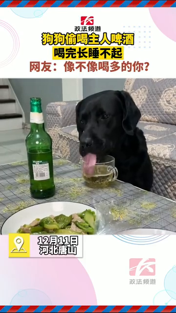 狗狗偷喝主人啤酒喝完长睡不起 网友：像不像喝多的你？