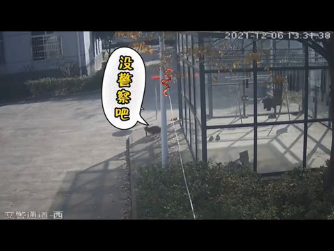 交警队香肠被盗 派出所破案发现窃贼竟是一只猫