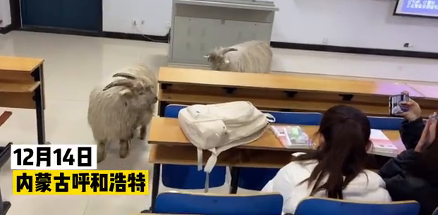萌化了！小羊溜进教室蹭课留下小礼物，网友：行走的羊肉串！