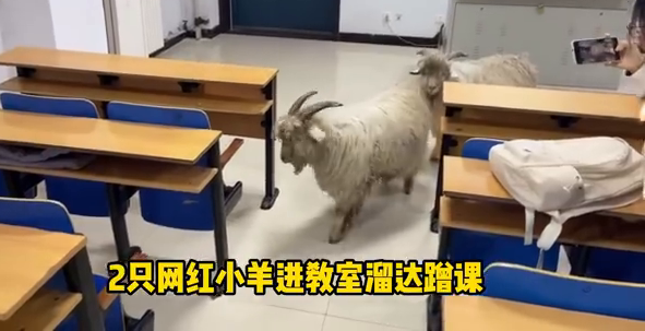 萌化了！小羊溜进教室蹭课留下小礼物，网友：行走的羊肉串！