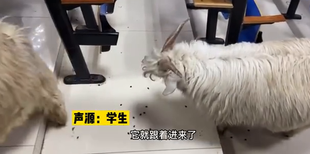 萌化了！小羊溜进教室蹭课留下小礼物，网友：行走的羊肉串！