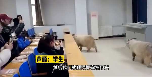 萌化了！小羊溜进教室蹭课留下小礼物，网友：行走的羊肉串！