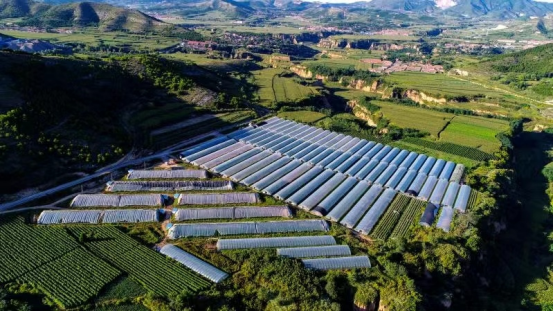 全国政协委员程玉珍：完善奖补政策，激发群众种粮积极性