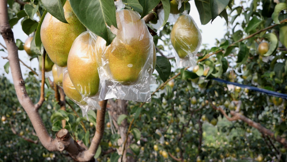 “我眼中的丰收”蹲点日记|青山绿水里的“致富果”