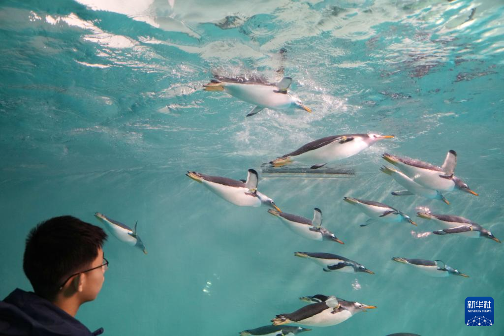 锦绣中国年|多彩活动过大年