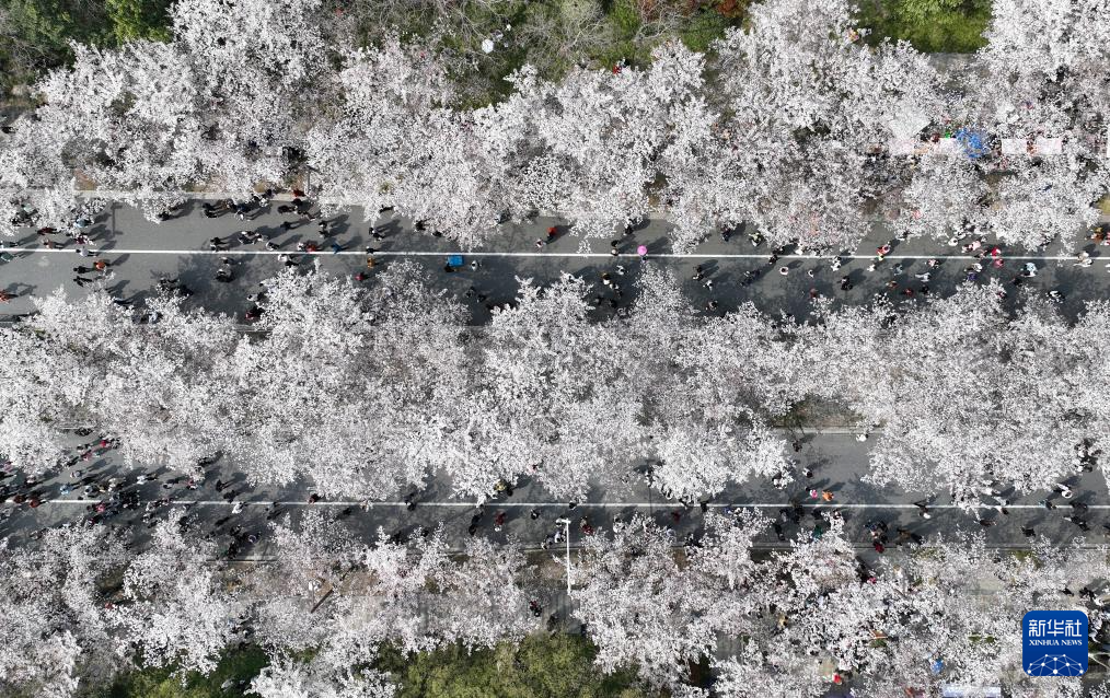 春花烂漫踏青时