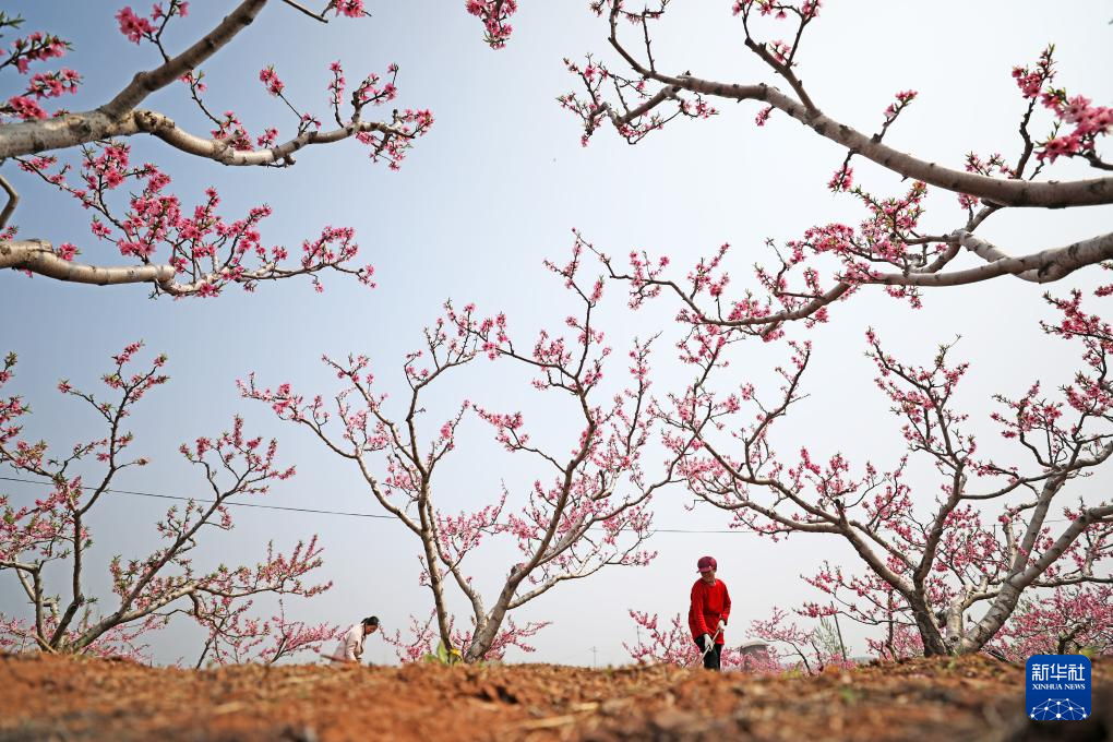 希望的田野 忙碌的身影
