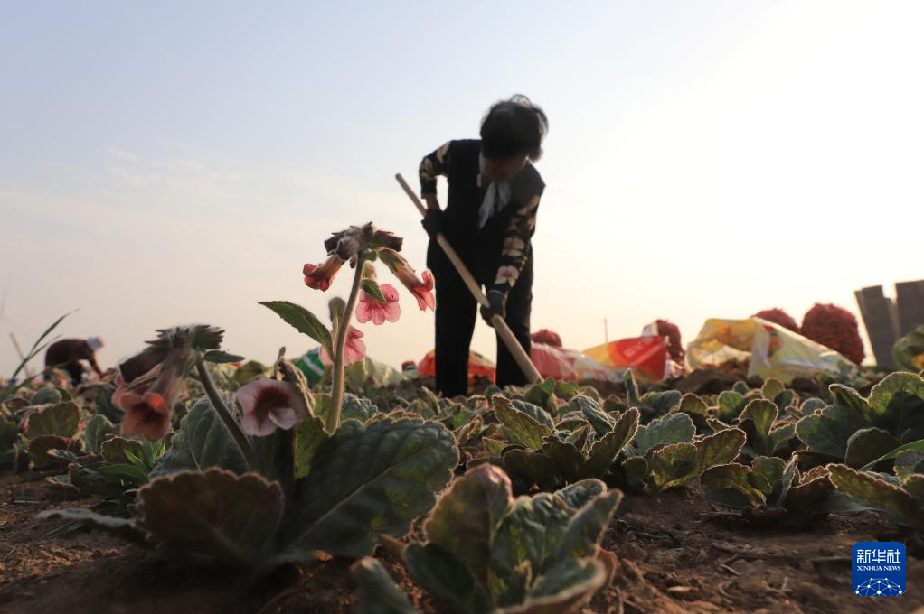 希望的田野 忙碌的身影