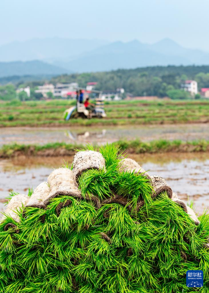 希望的田野 忙碌的身影