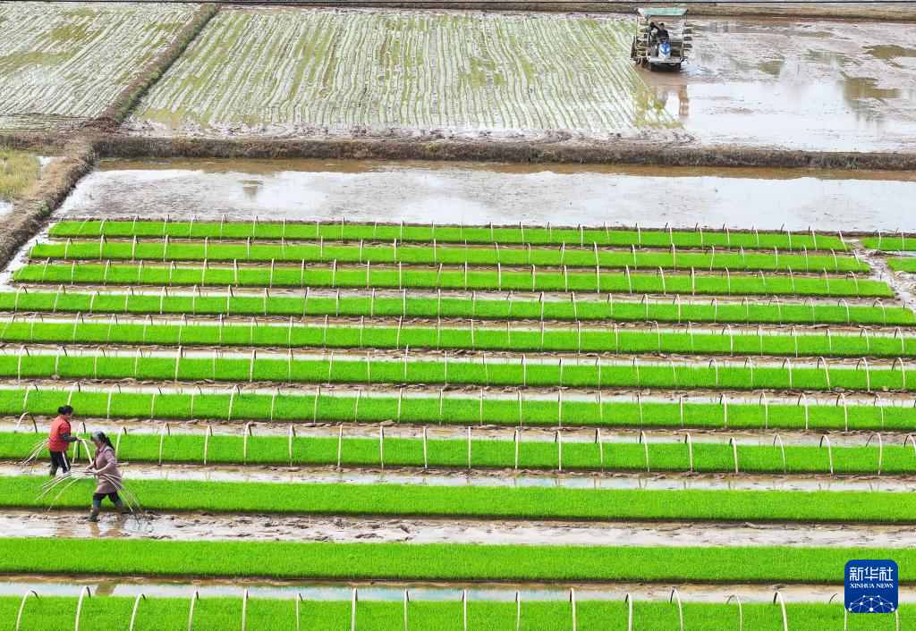 希望的田野 忙碌的身影