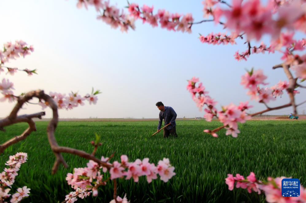 希望的田野 忙碌的身影
