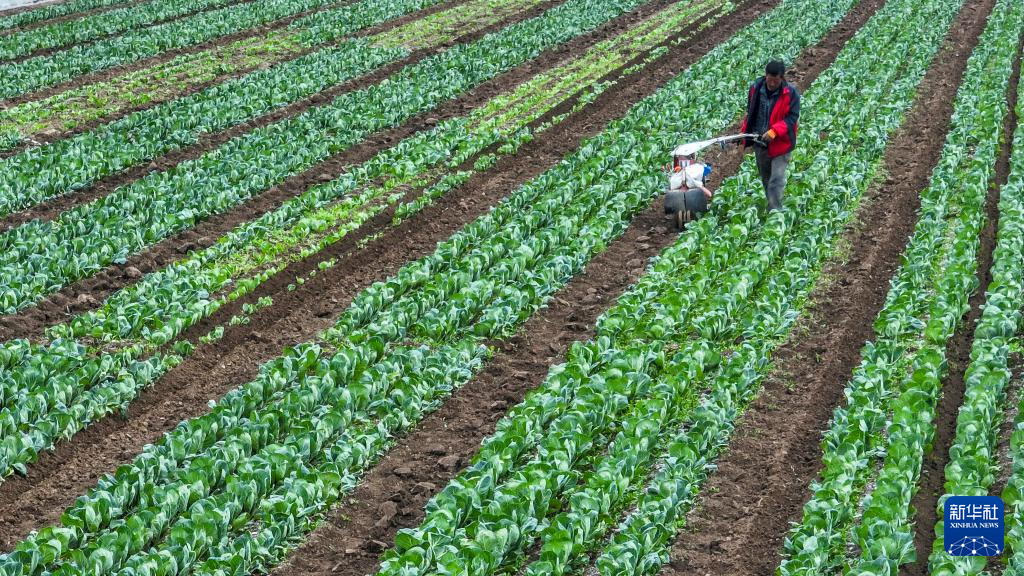 希望的田野 忙碌的身影