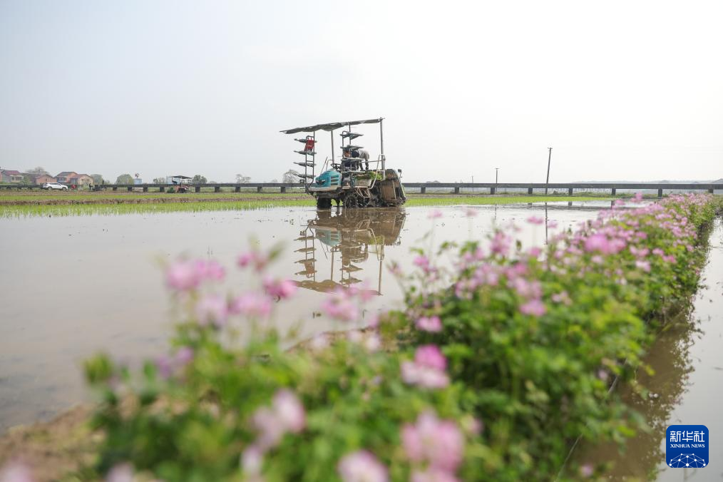 希望的田野 忙碌的身影