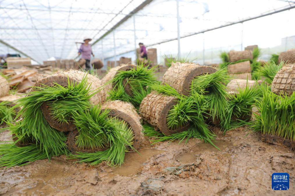 希望的田野 忙碌的身影