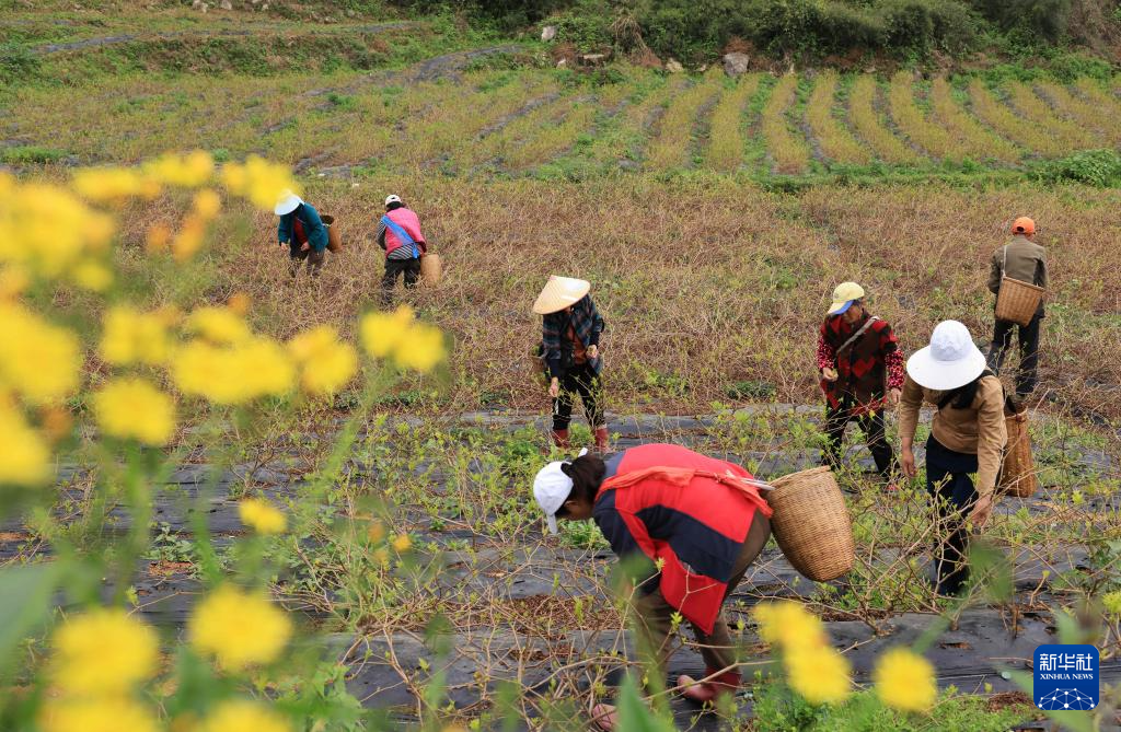 希望的田野 忙碌的身影