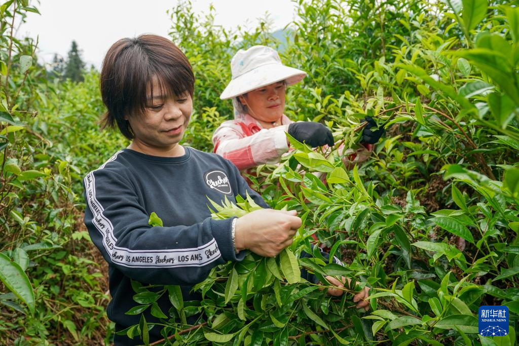 希望的田野 忙碌的身影