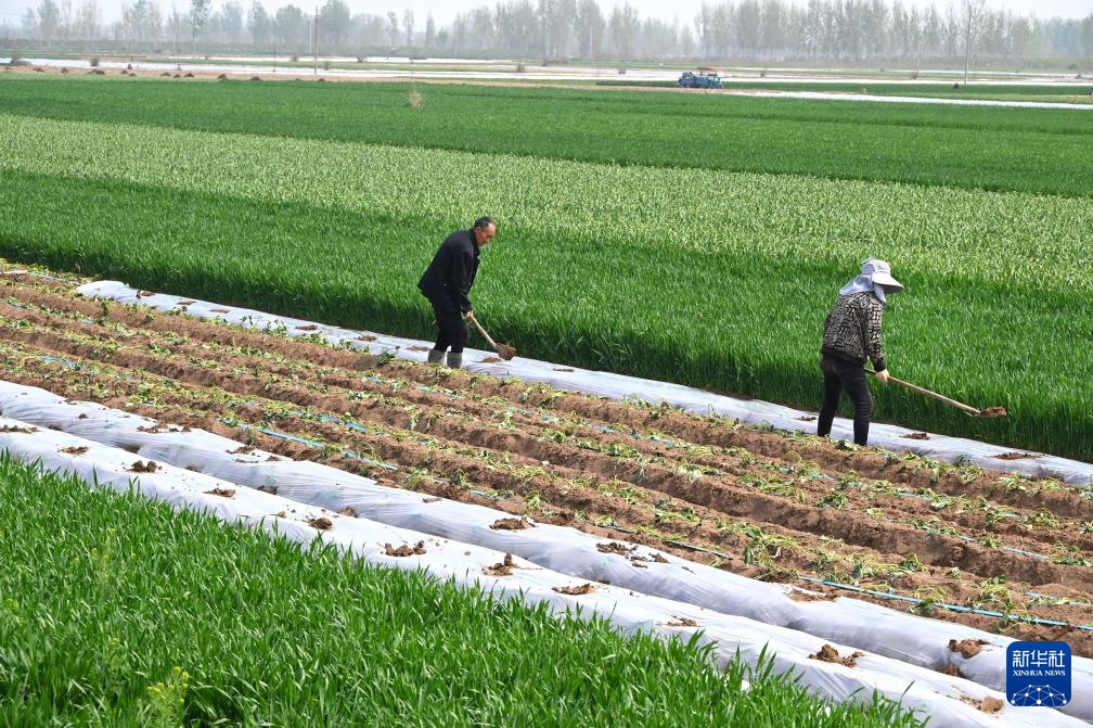 希望的田野 忙碌的身影