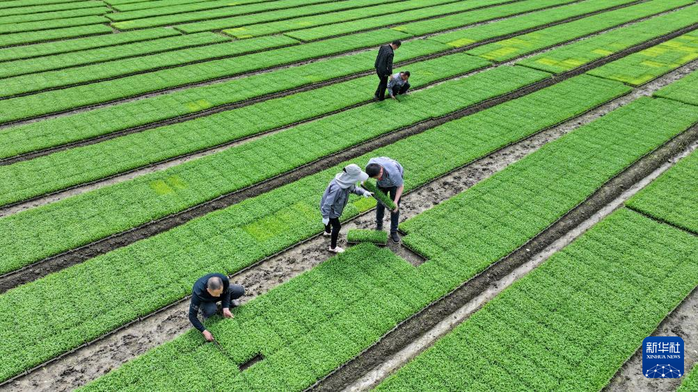 希望的田野 忙碌的身影