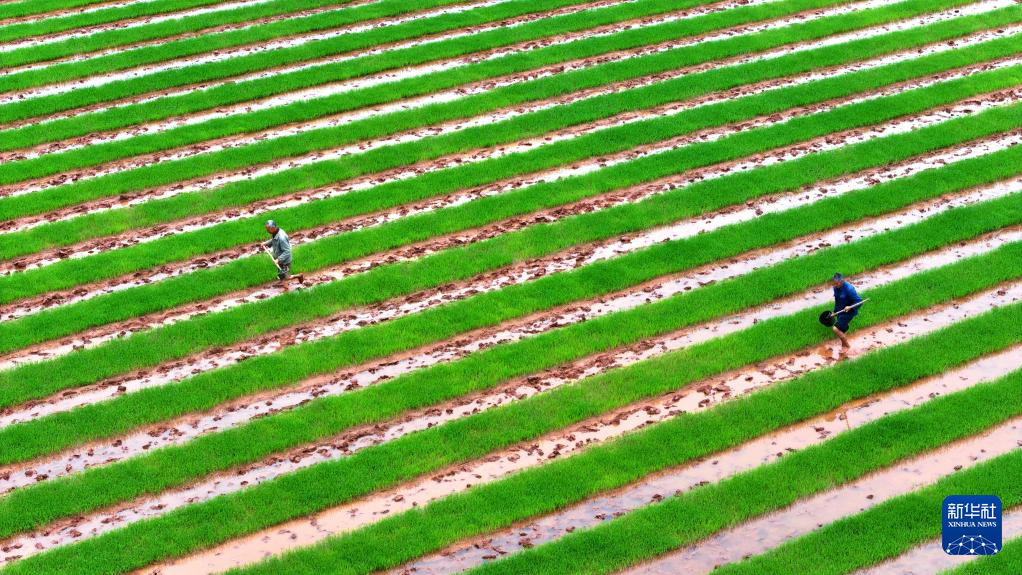 希望的田野 忙碌的身影