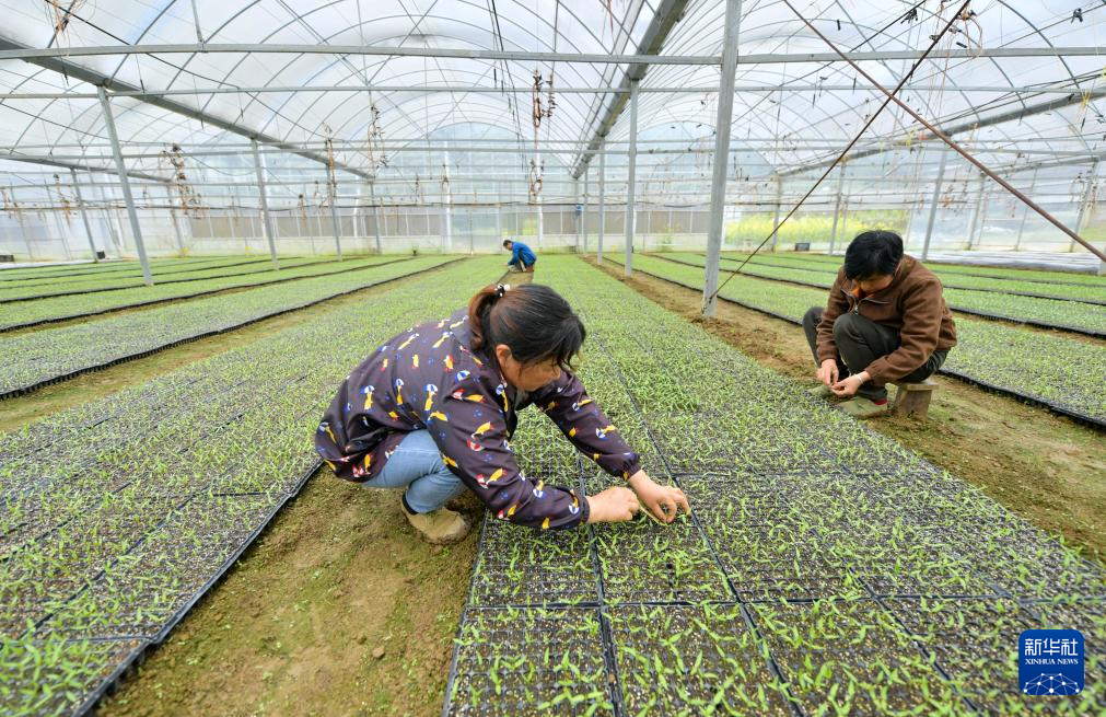 希望的田野 忙碌的身影