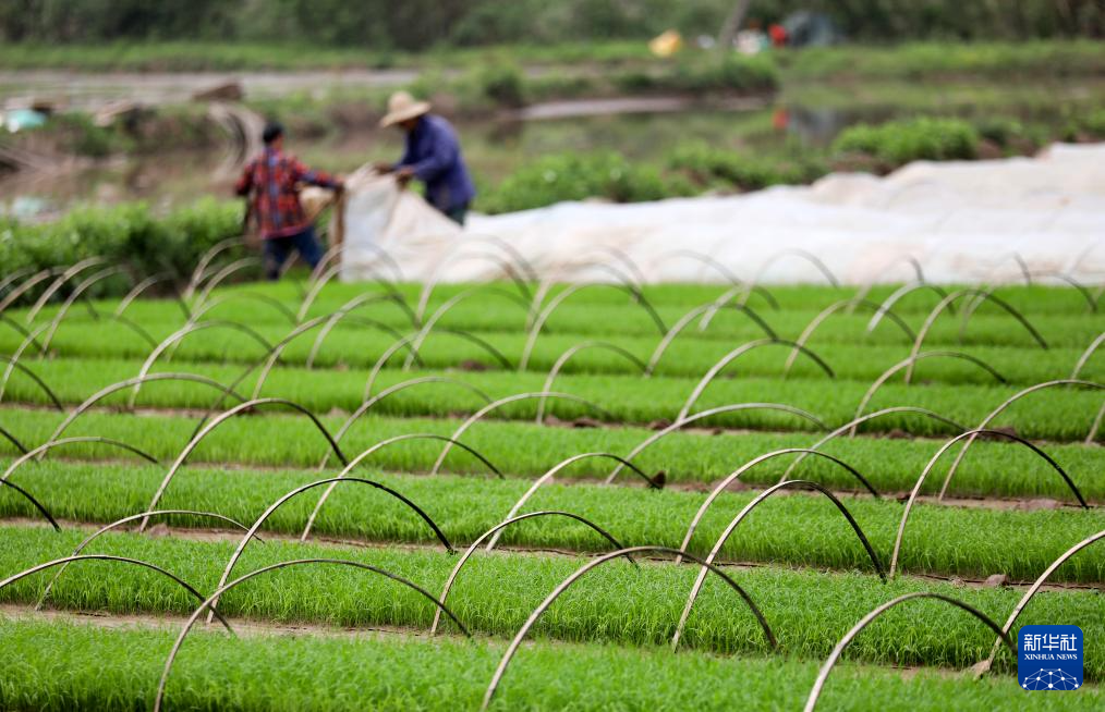 希望的田野 忙碌的身影