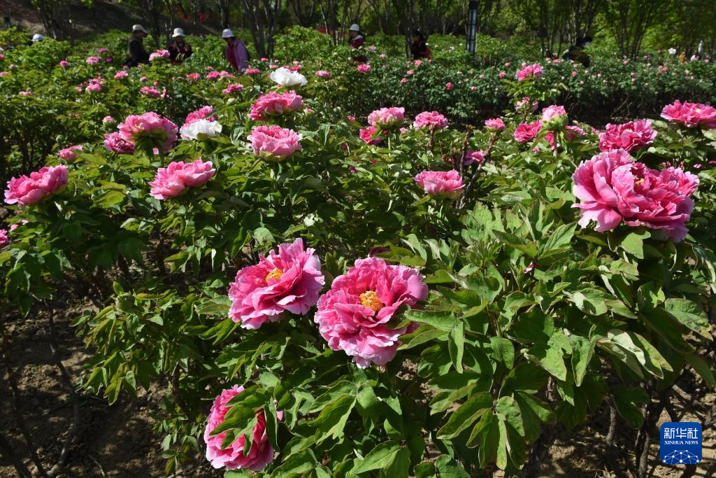 圆明园牡丹进入盛放期