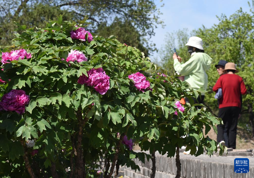 圆明园牡丹进入盛放期
