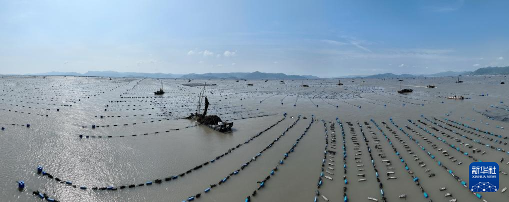 福建霞浦：海带之乡迎来海带收获季