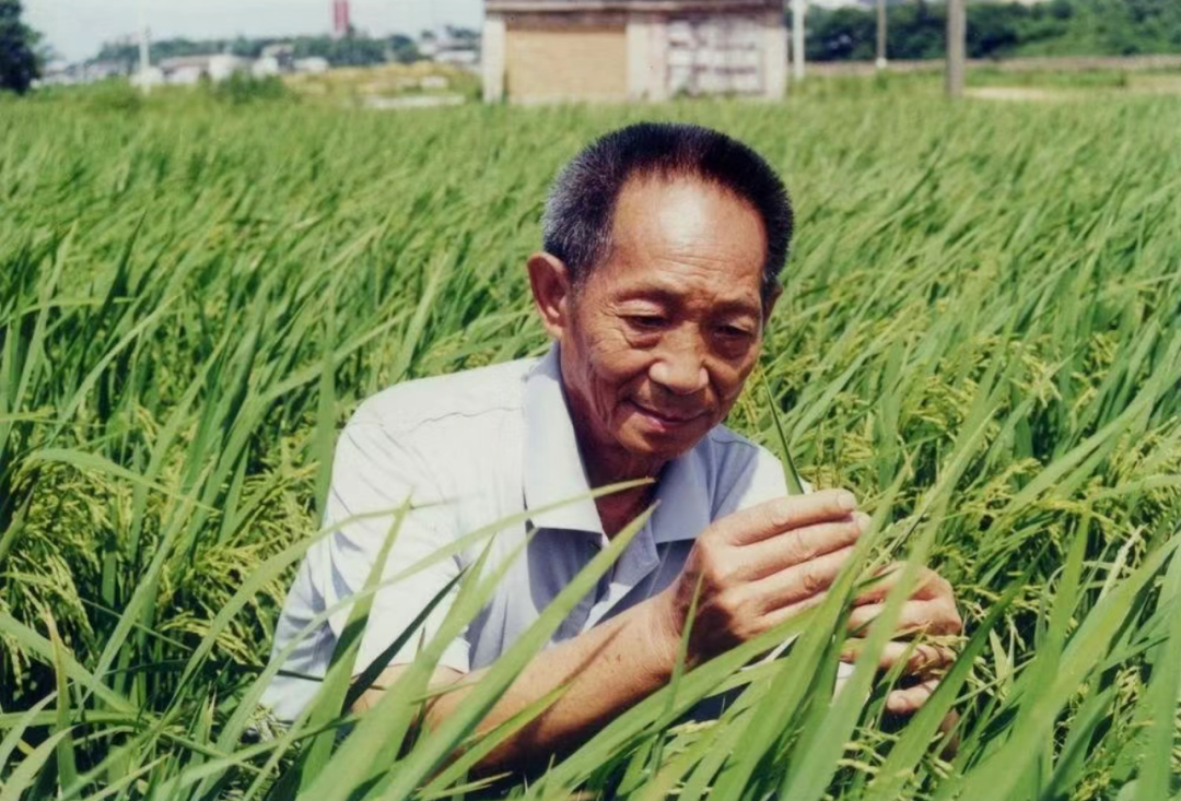 “一到超级稻田里，我就兴奋起来了！”