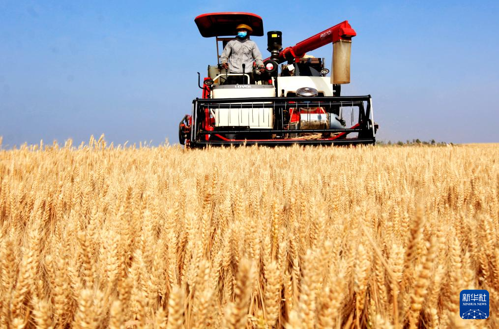 小麦抢收忙