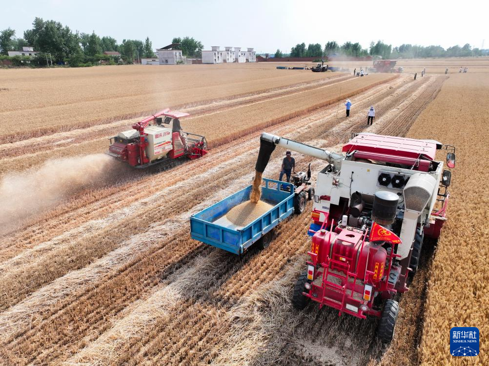 小麦抢收忙