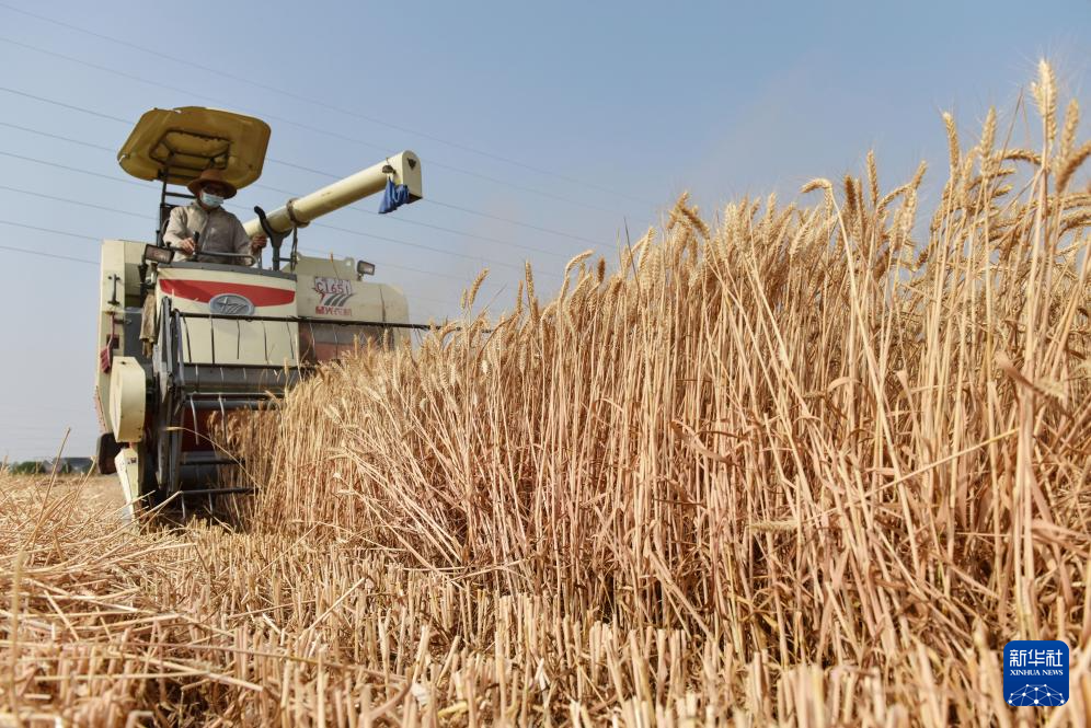 小麦抢收忙
