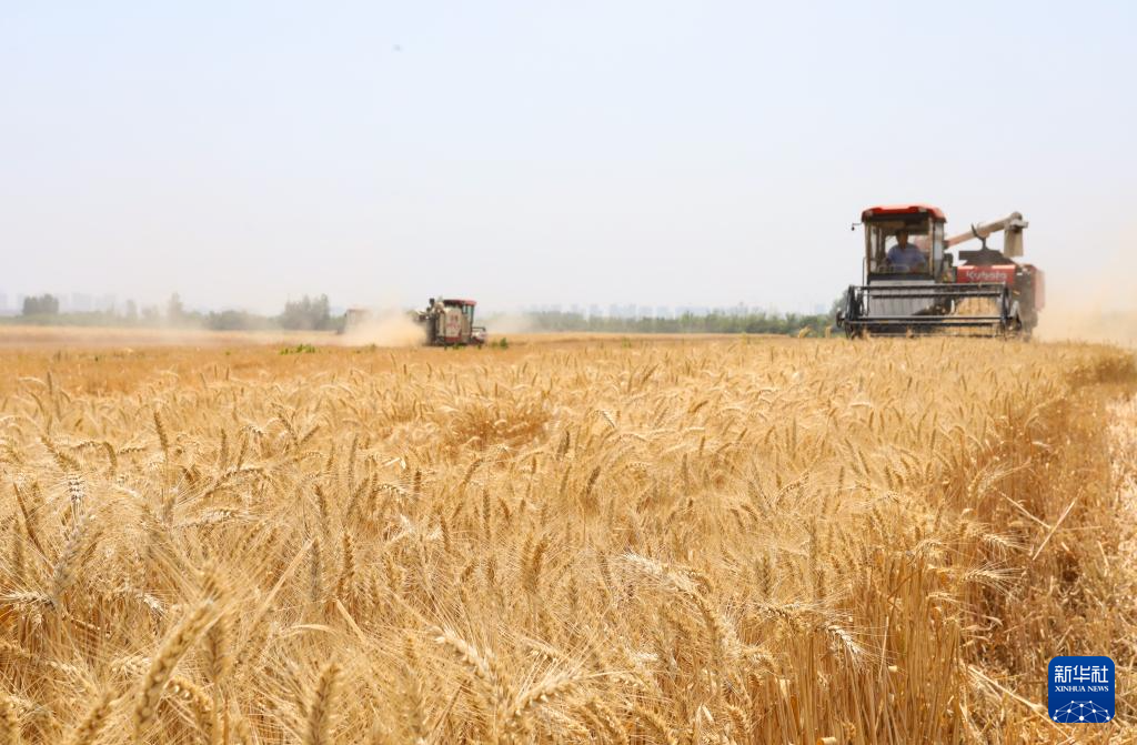 小麦抢收忙