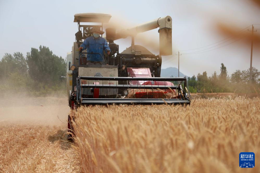 小麦抢收忙