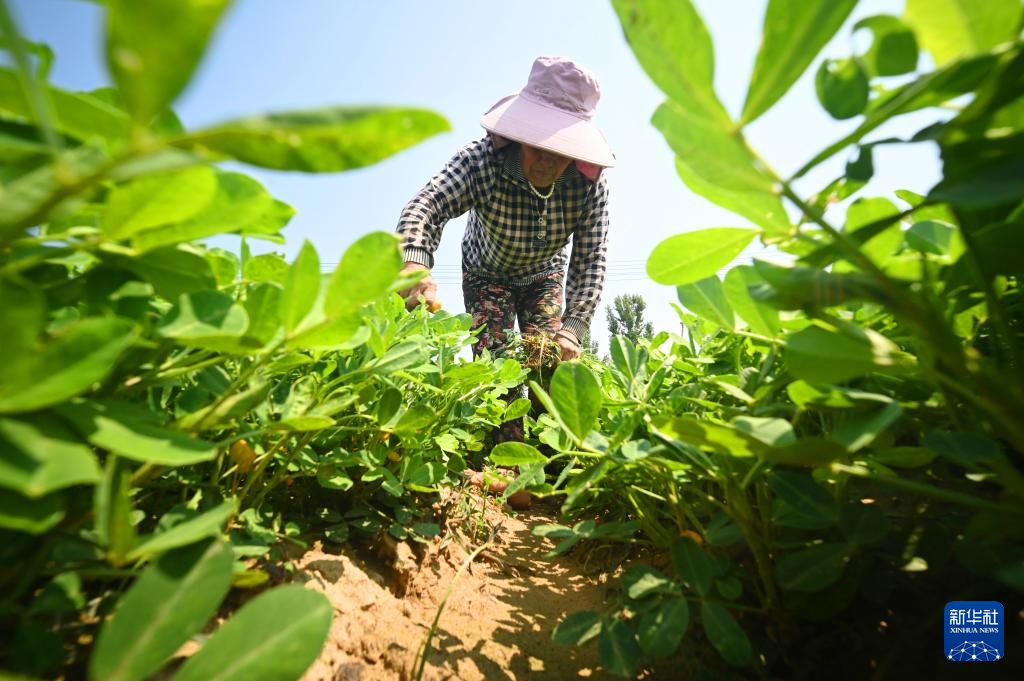 夏管忙碌在田间