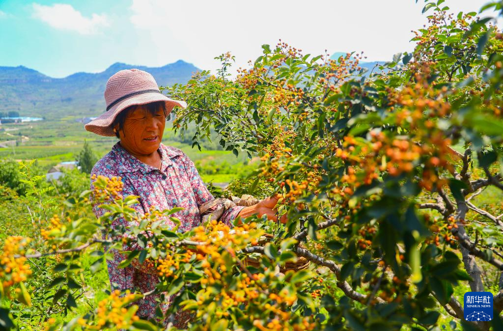 立秋时节农事忙