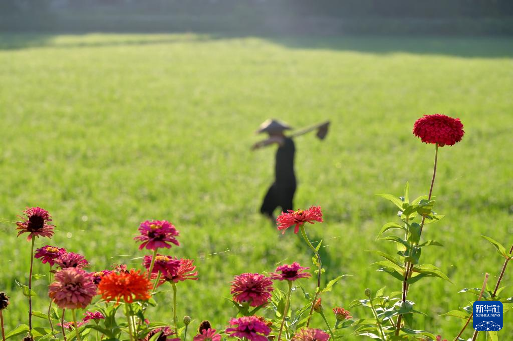 立秋时节农事忙