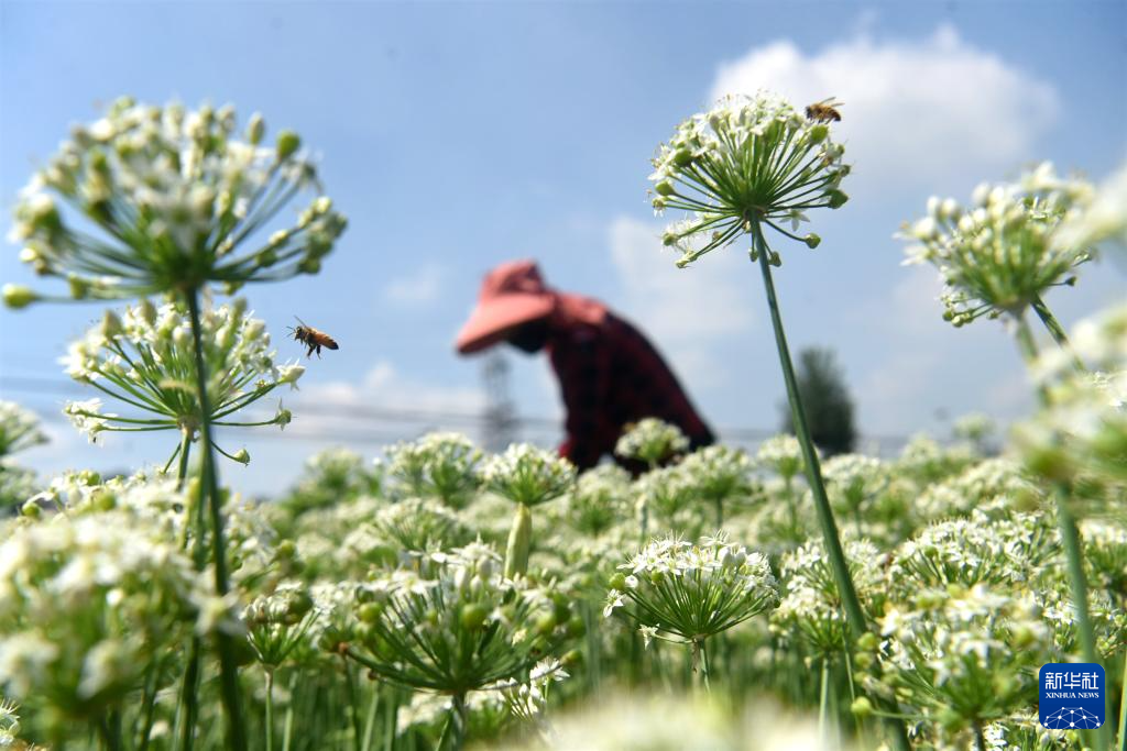 立秋时节农事忙