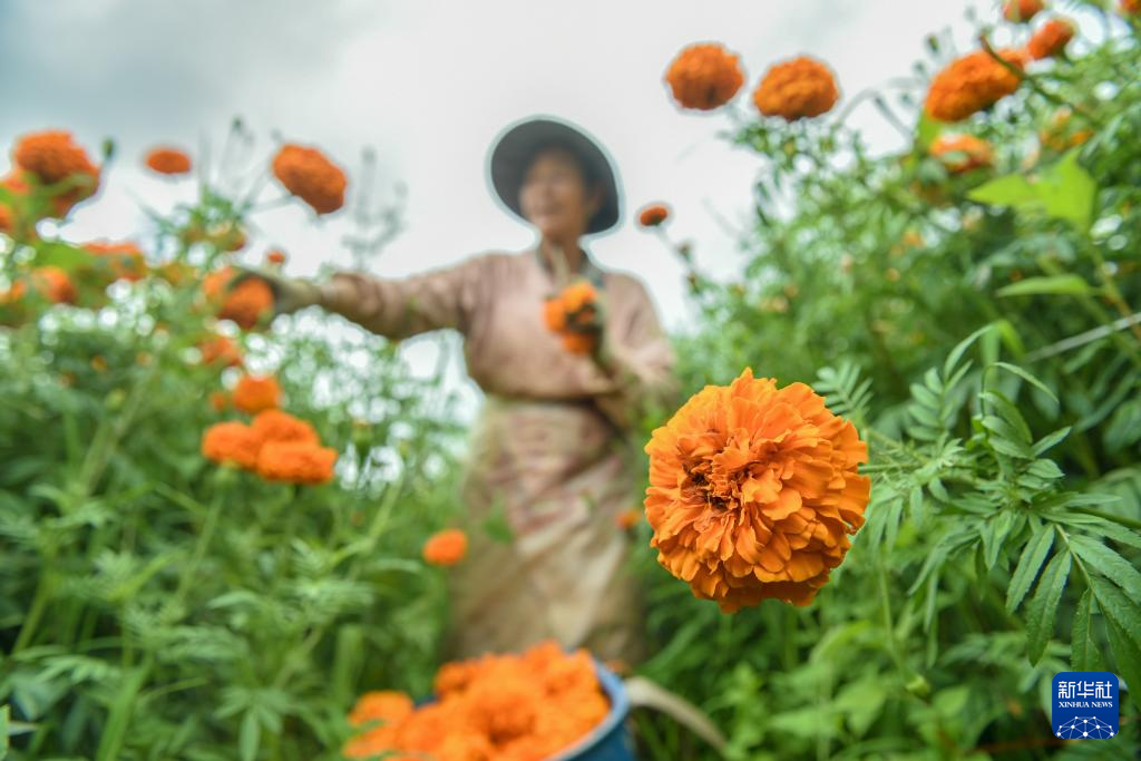 立秋时节农事忙